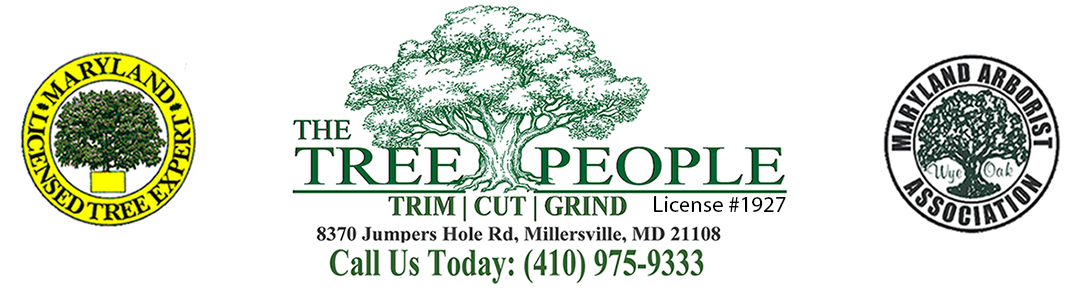 The Tree People banner