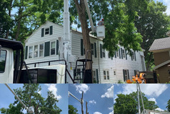 Location image for Ames Tree Service Inc.
