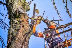 Location image for Kingkiner Tree Service