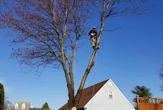 Location image for Northern Berks Tree Service