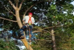 Location image for BEAVER TREE SERVICE