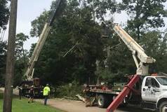 Location image for RPR Tree Service LLC & Tree Trimming